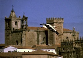 Imagen tomada en el año 2017 de una cigüeña sobrevolando el centro de Cáceres con la iglesia de San Mateo y la Torre de las Cigüeñas de fondo.