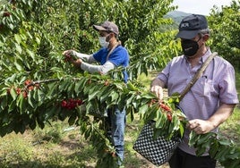 Explotación de cerezas en Cabezuela del Valle.