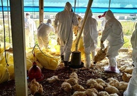 Sacrificio de gallinas en una granja de Taiwán afectada por la aparición de focos de gripe aviar.