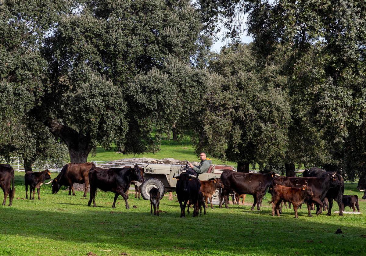 Vacas y terneros en la finca ´Los Baldíos´, en Oliva de Plasencia.