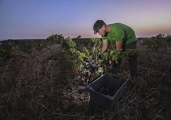 Un jornalero cosecha uva tinta en una parcela de la bodega Pago Los Balancines, en Oliva de Mérida.