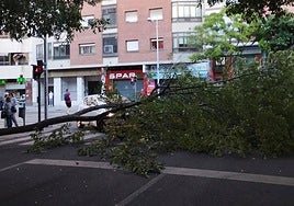 Así ha quedado el paso de peatones tras la caída de una enorme rama