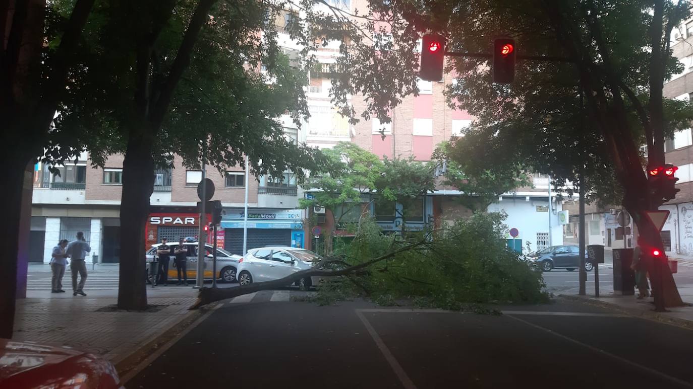 Así ha quedado el paso de peatones tras la caída de una enorme rama