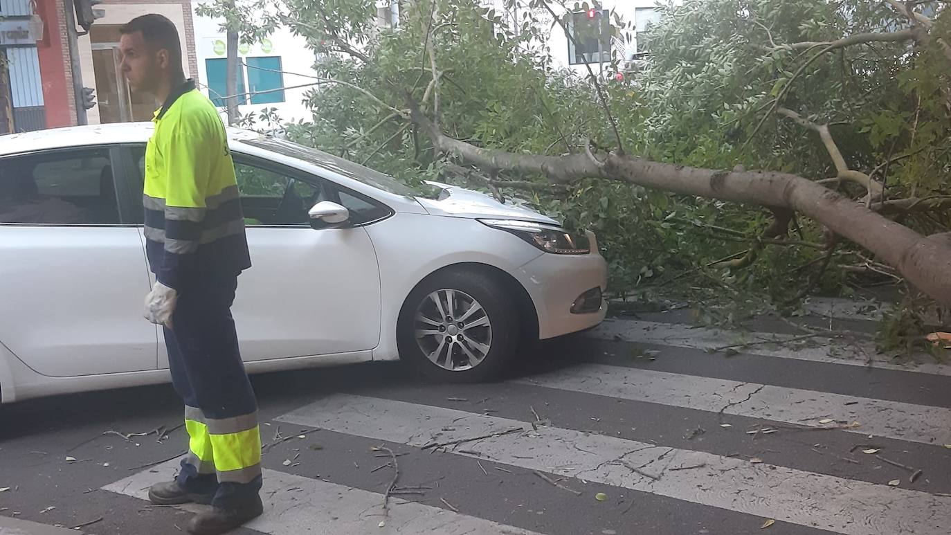 Así ha quedado el paso de peatones tras la caída de una enorme rama