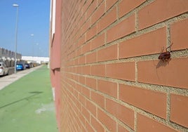Cucarachas en una de las calles del Cerro Gordo.