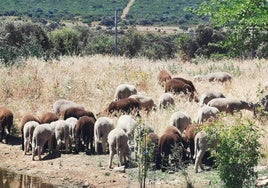 Explotación de merina negra y blanca de María Pía Sánchez, en Calamonte.