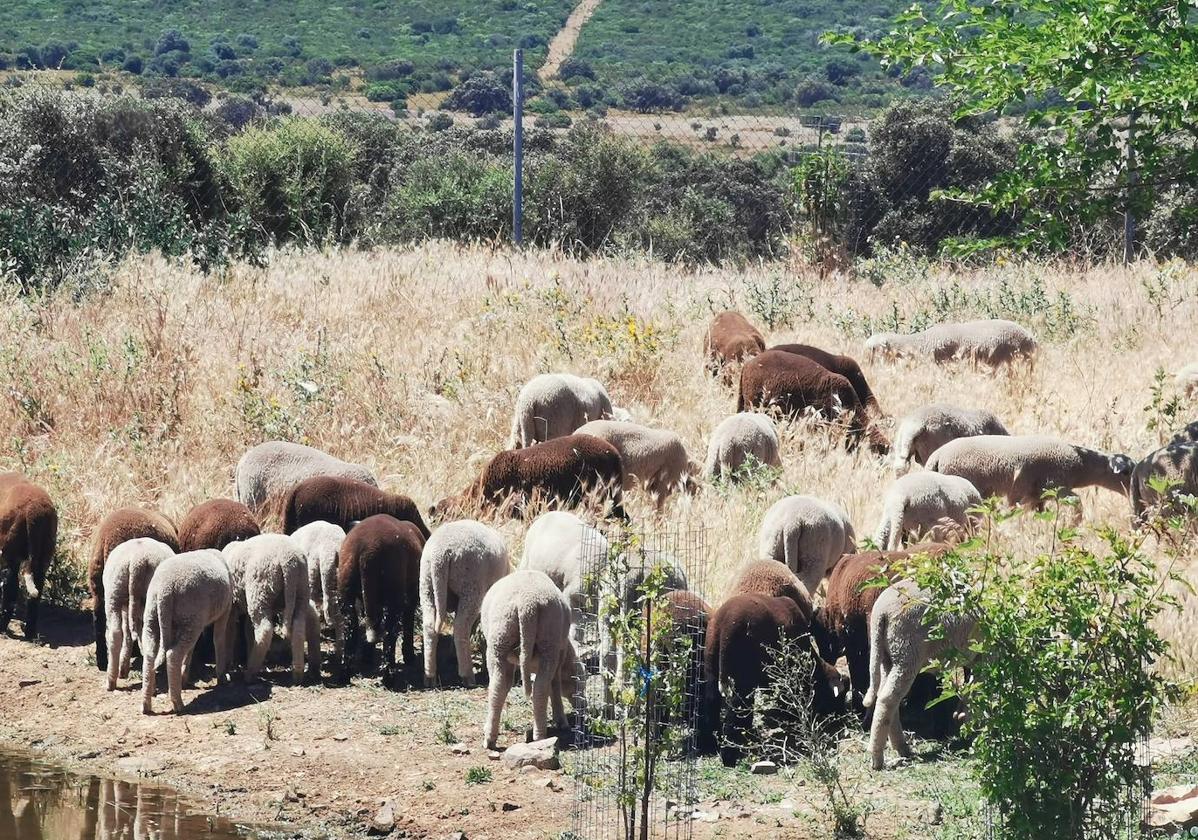 Explotación de merina negra y blanca de María Pía Sánchez, en Calamonte.