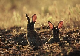 Dos conejos salvajes en su madriguera.