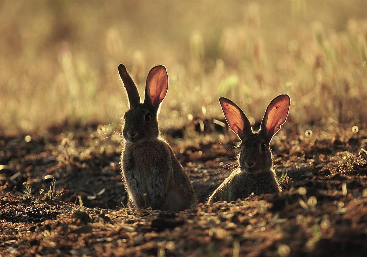 Dos conejos salvajes en su madriguera.