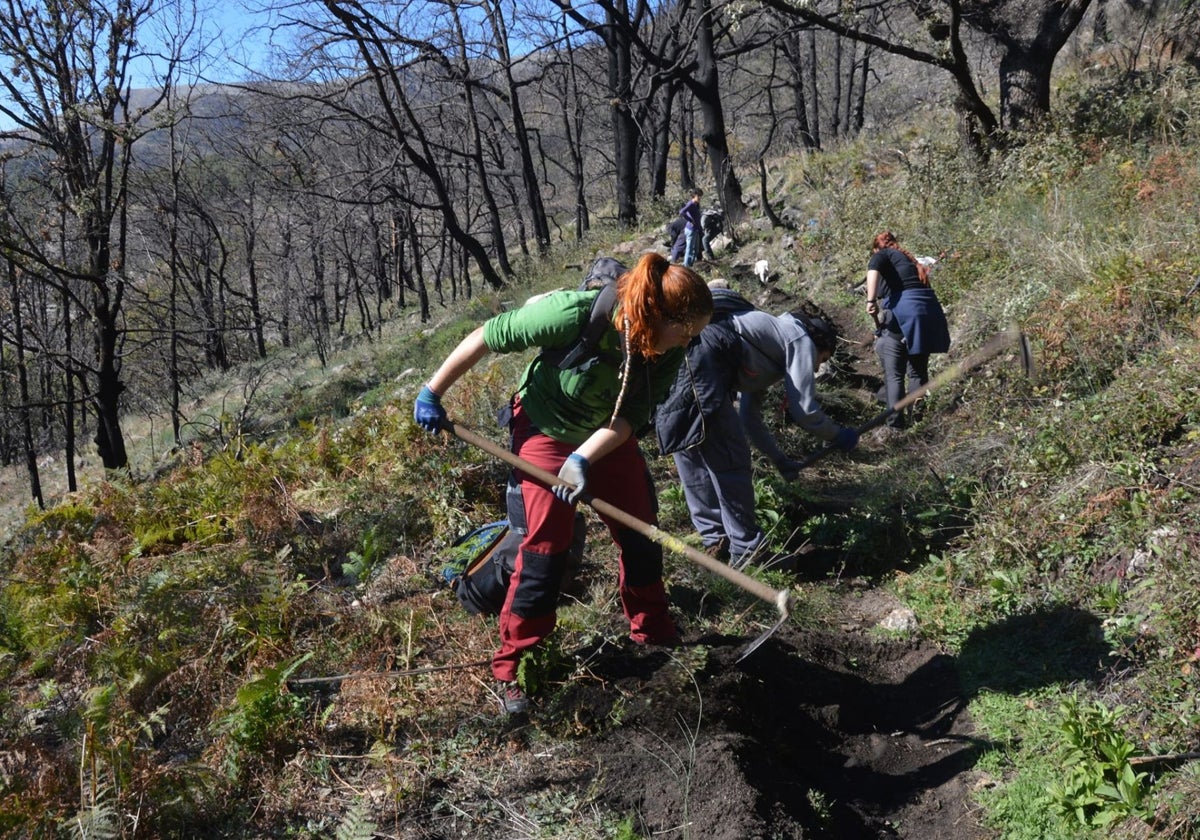 Voluntarios limpiandola caja de una acequia en Aldeanueva de la Vera.