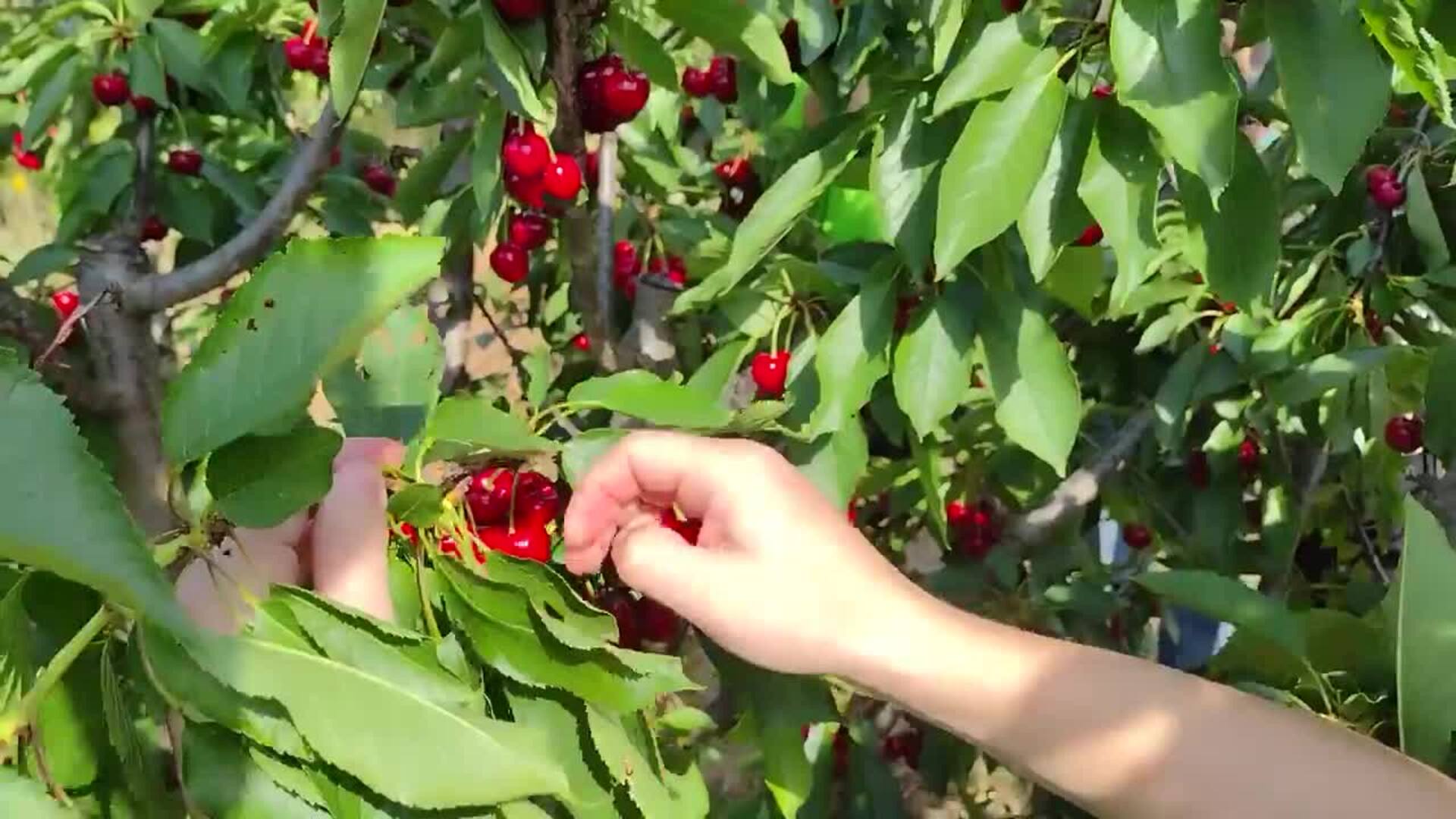 Recogida de cerezas en Jerte