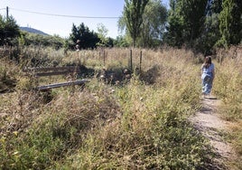 Así está una de las rutas de la Ribera del Marco, que discurre junto al cauce del agua y la Huerta del Conde. La maleza rodea uno de los bancos de madera del paseo.