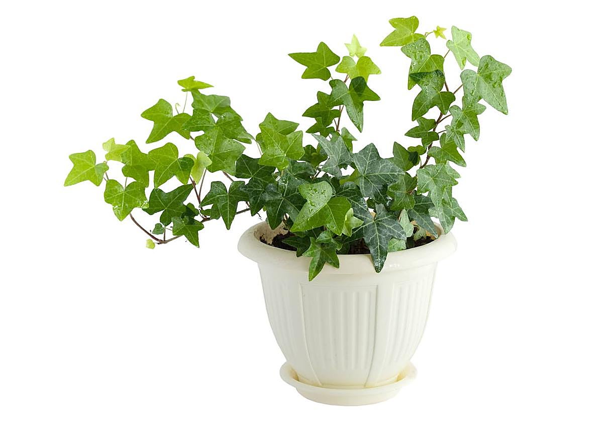 Cinco plantas que te ayudarán a mantener tu casa más fresca