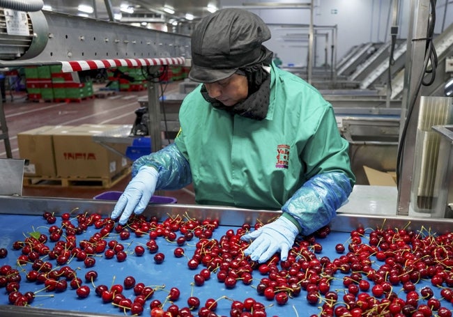 Una trabajadora en al agrupación de cooperativas del Valle del Jerte.