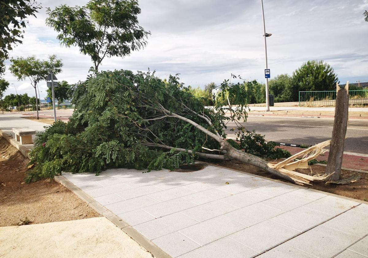 Árbol que ha resultado dañado en la avenida Adolfo Suárez durante este episodio de fuerte lluvia y viento.