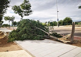 Árbol que ha resultado dañado en la avenida Adolfo Suárez durante este episodio de fuerte lluvia y viento.
