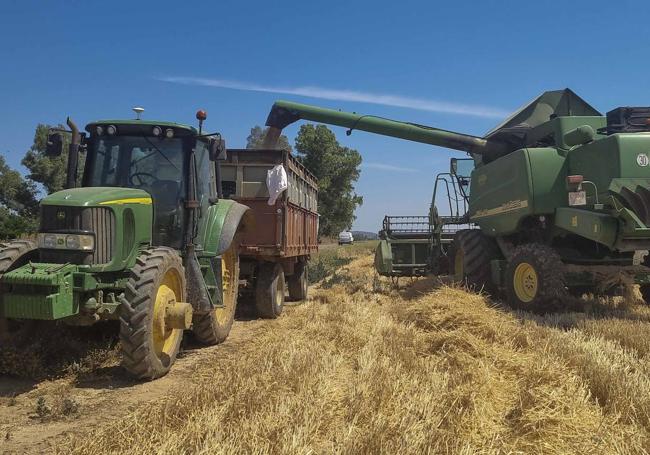 Vacíando con el sinfín del cabezal el grano sobre el remolque para seguir cortando.