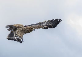 Un ejemplar de águila imperial.