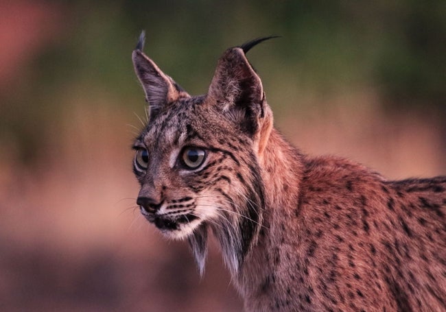 Lince ibérico.