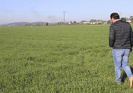 Cereales de invierno en una finca cercana a Mérida.