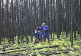 Retirada de madera quemada tras un incendio, en foto de archivo.