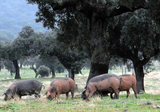 Cerdos ibéricos cien por cien ibéricos comiendo pastos y bellotas.