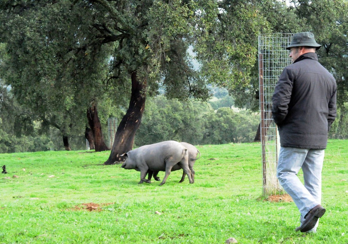 Un veterinario inspector de la denominación de origen 'Dehesa de Extremadura' comprueba una piara de cerdos ibéricos ibéricos puros en una finca de Oliva de Mérida durante una montanera.