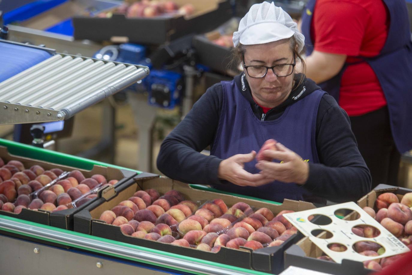 Una empleada de El Escobar calibra la fruta recogida.