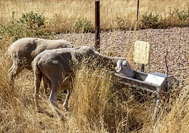 Las ovejas de la finca La Rinconada en el bebedero inteligente, que se enciente con el crotal.