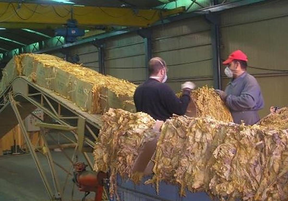 Satisfacción por la prórroga del acuerdo de compra entre Deltafina e Ibertabaco