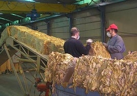 Satisfacción por la prórroga del acuerdo de compra entre Deltafina e Ibertabaco