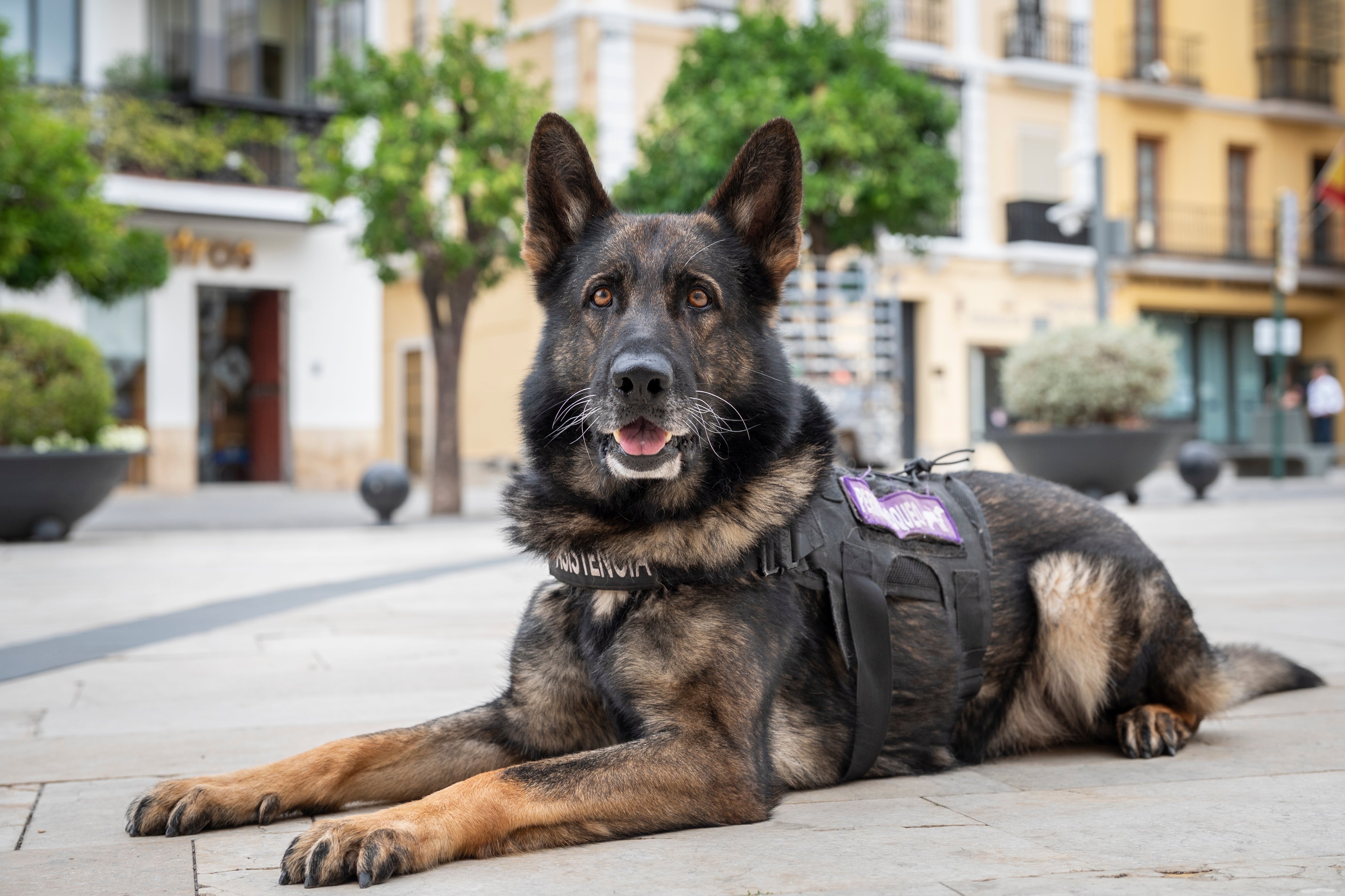 Turco, el perro bloque de Juan Trigo.