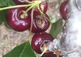 Daños provocados por las lluvias de junio en el norte de Cáceres.