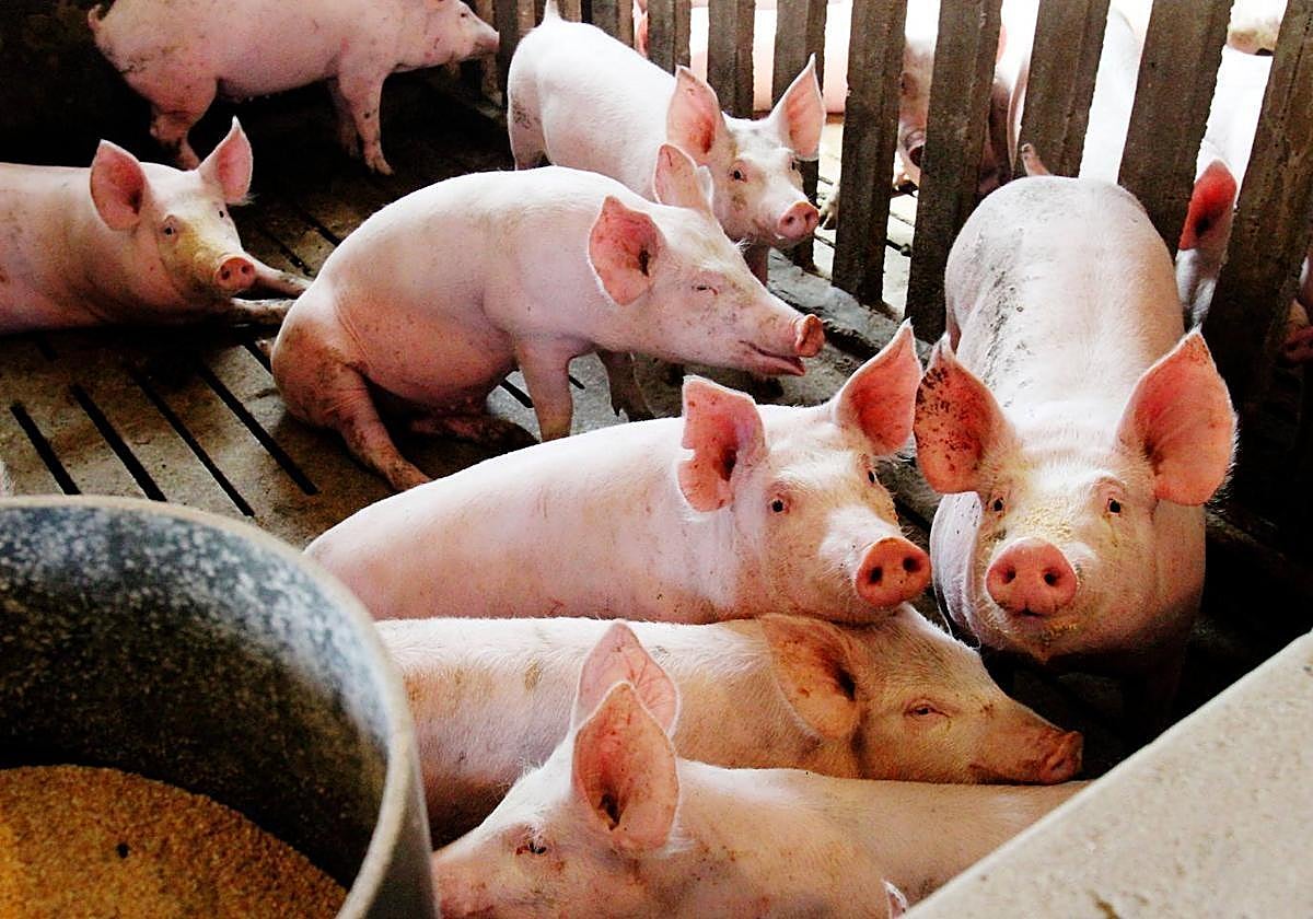 Las Agrupaciones de Defensa Sanitaria Ganadera y Apícola podrán acceder a ayudas de la Junta