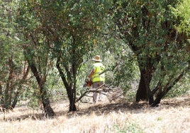 Trabajos de tala en la zona de las obras del parque del Príncipe.