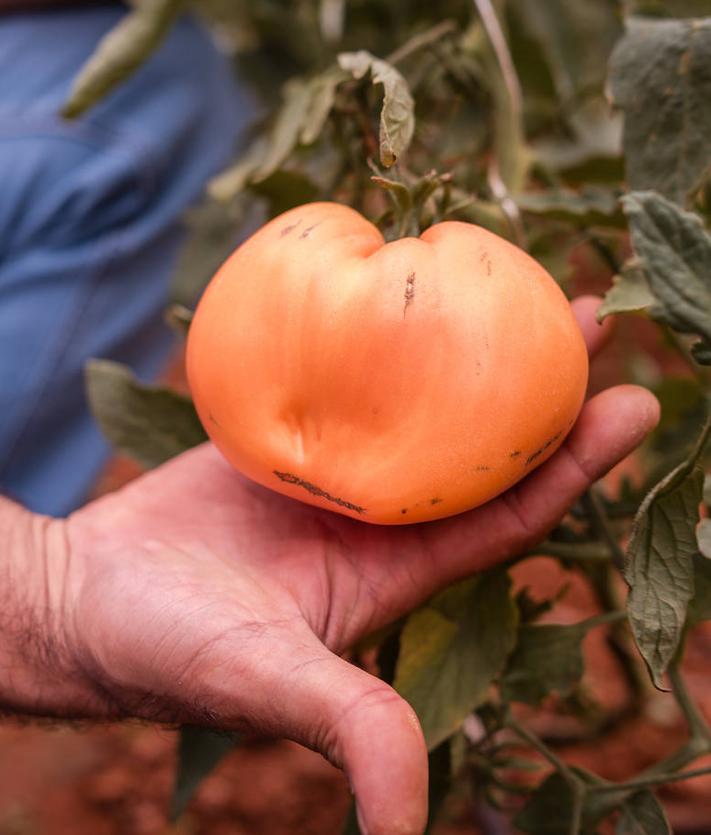 Imagen secundaria 2 - Tiene ocho tipos de semillas diferentes y cada una produce un tomate con diversas particularidades.