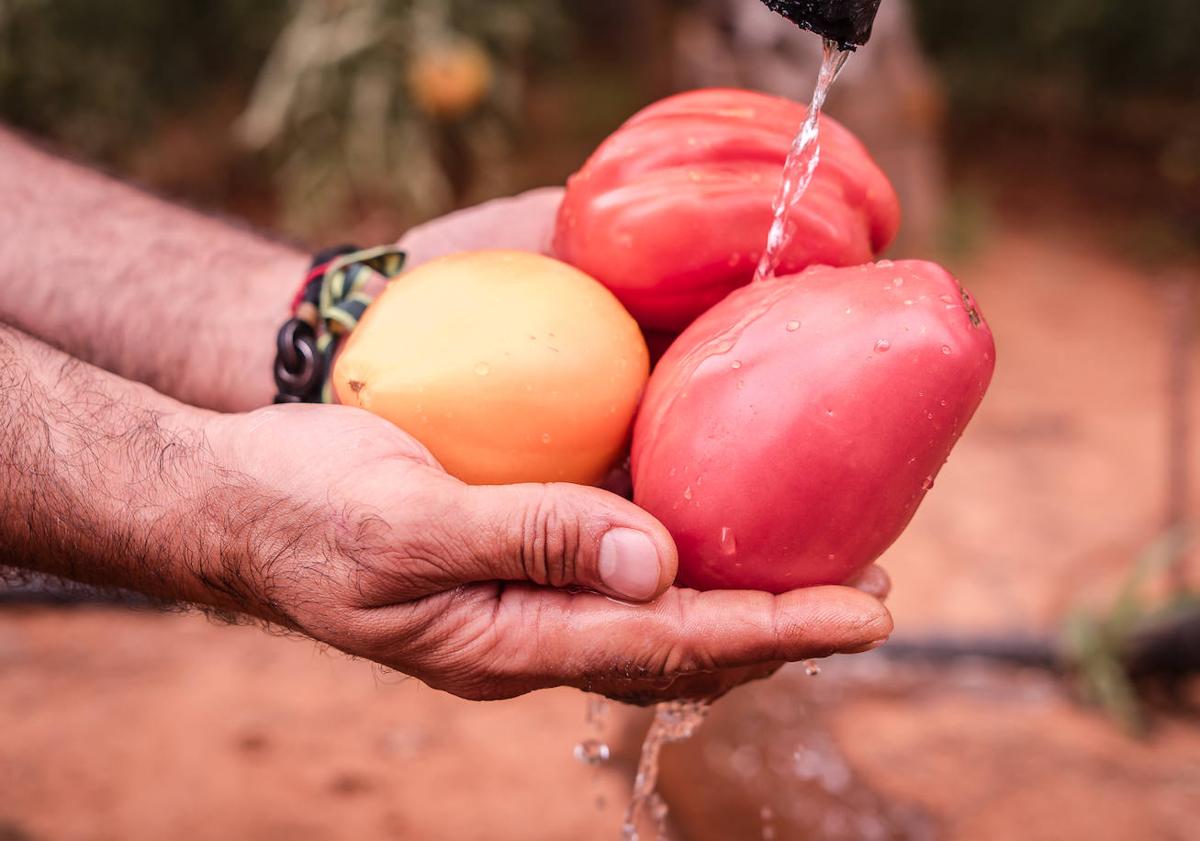 Imagen principal - Tiene ocho tipos de semillas diferentes y cada una produce un tomate con diversas particularidades.