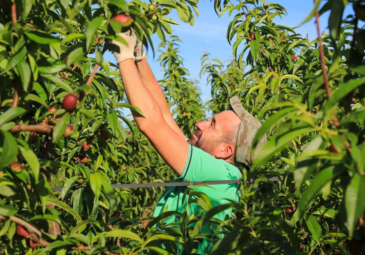 Agricultor recogiendo frutas de hueso en una explotación extremeña.