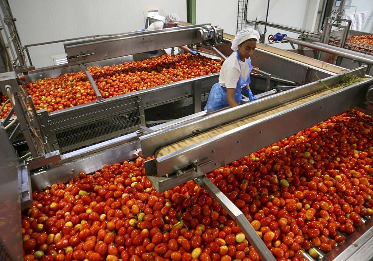 Una trabajadora de Tomates del Guadiana en las instalaciones de la fábrica, cerca de Santa Amalia.