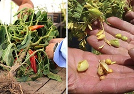 Selección de frutos de una pimentera en Jaraíz y cultivo de garbanzos de Valencia del Ventoso.