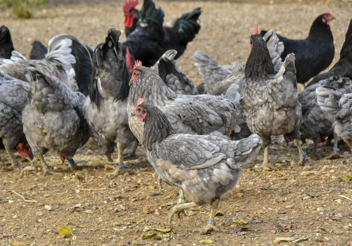 Gallinas de la raza extremeña azul, que está considerada autóctona.