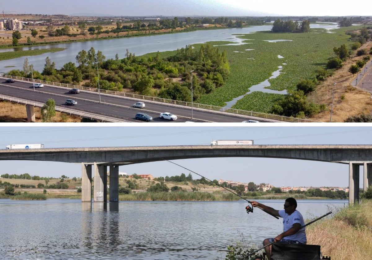 La invasión de nenúfar mexicano en Badajoz arriba y el Guadiana en Mérida abajo.