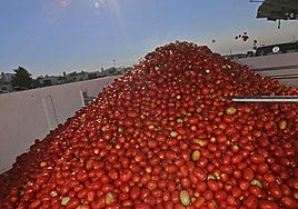 La Unión critica que Agroseguro cambie las normas de tasación de daños en tomate «a mitad de partido»