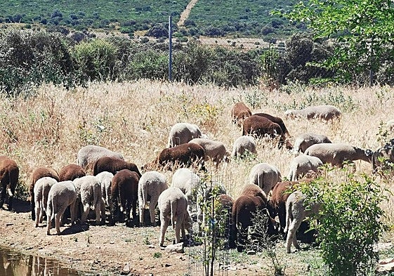 Pienso, luego subsisto