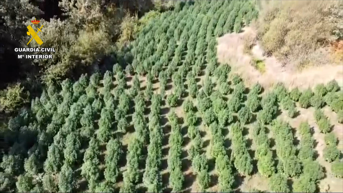Así era la macroplantación de marihuana desmantelada en La Vera