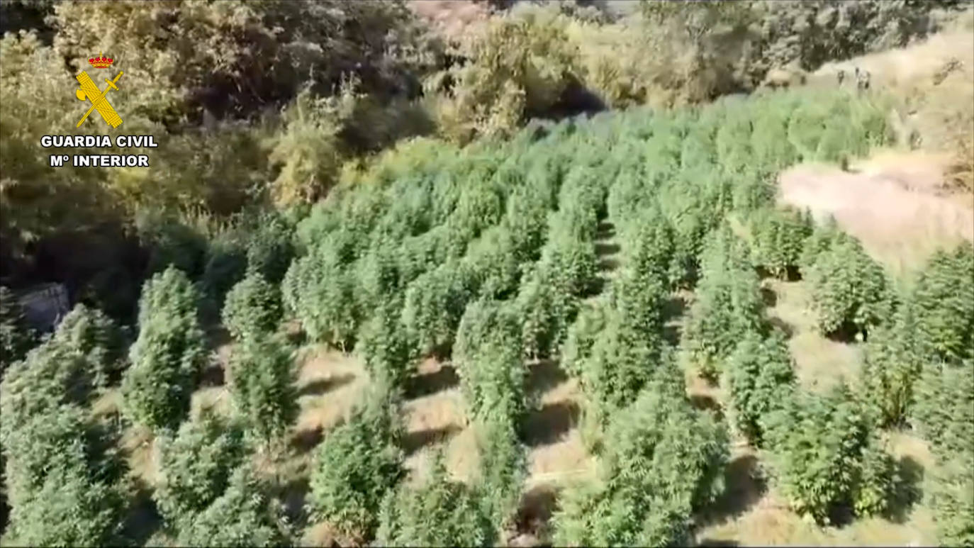 Así era la macroplantación de marihuana desmantelada en La Vera