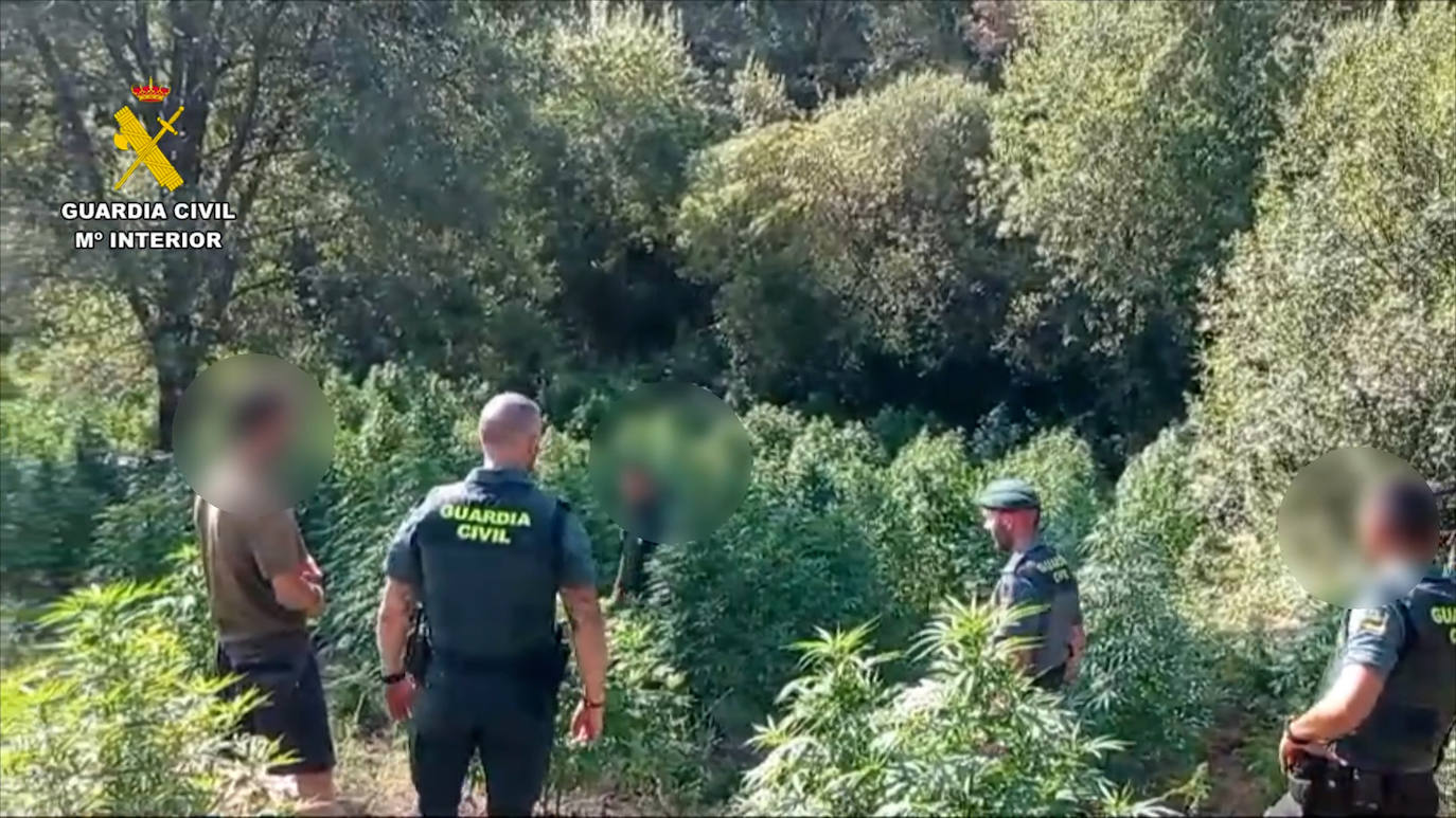 Así era la macroplantación de marihuana desmantelada en La Vera