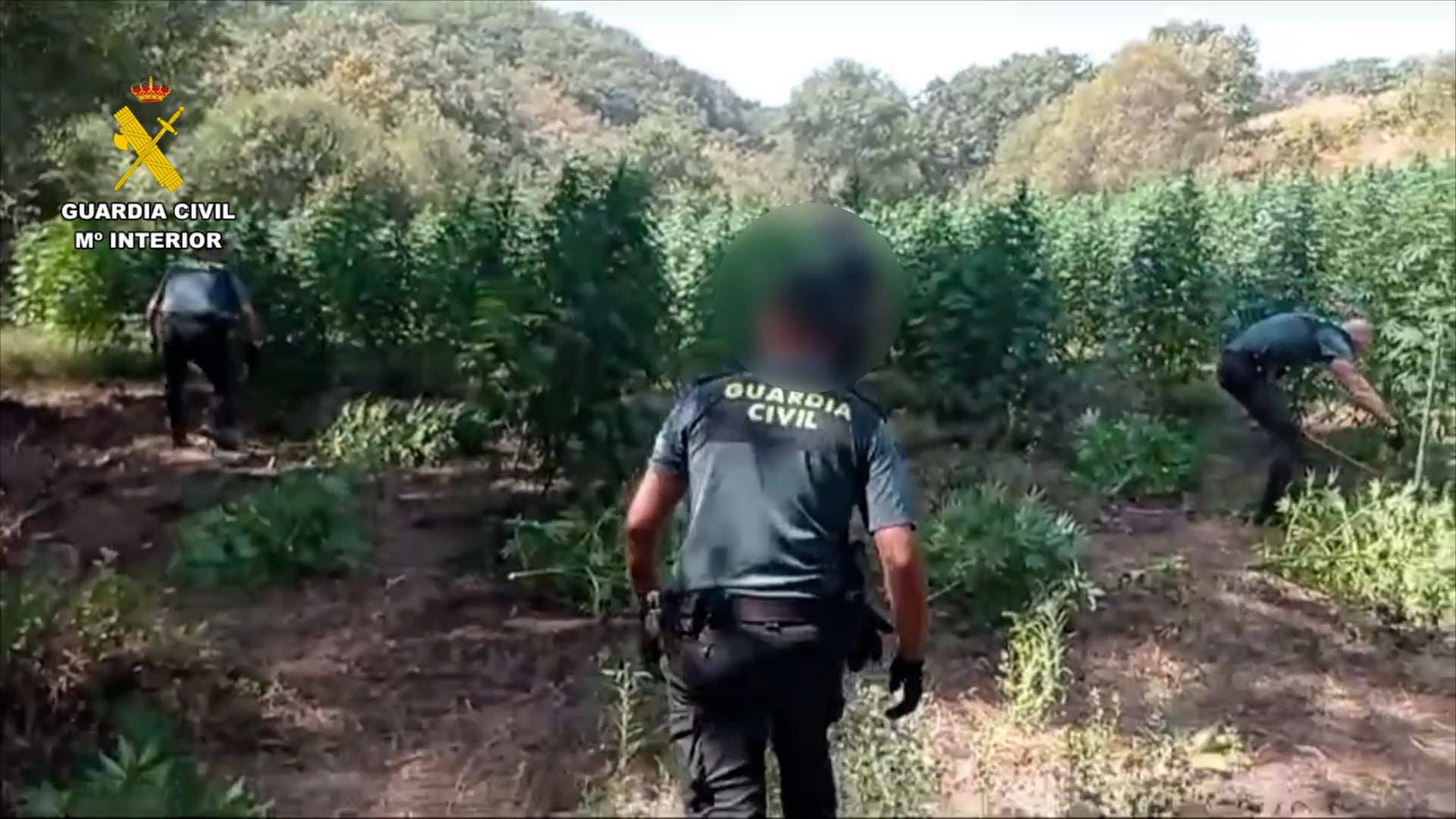 Así era la macroplantación de marihuana desmantelada en La Vera