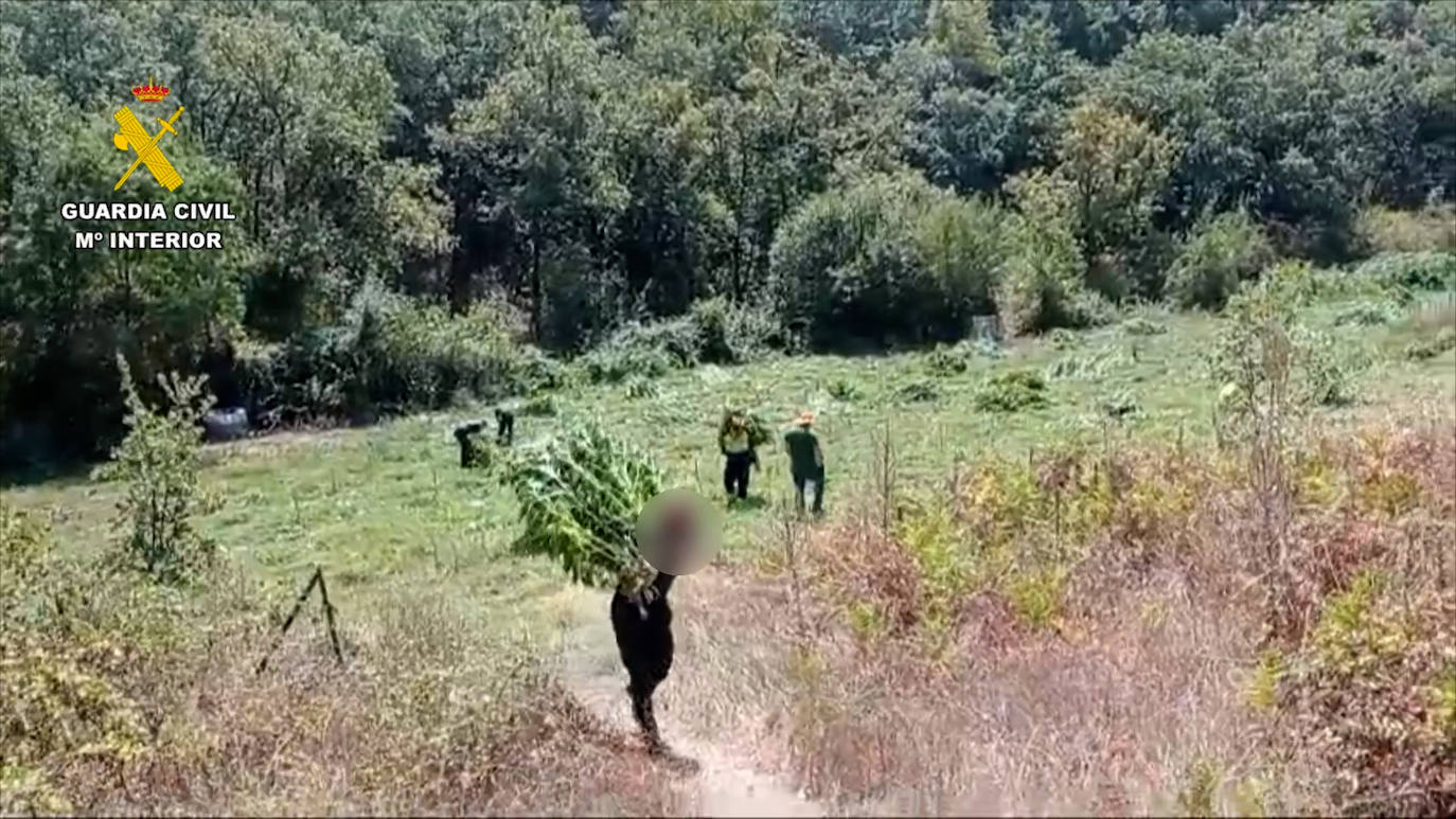 Así era la macroplantación de marihuana desmantelada en La Vera