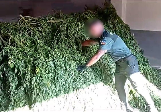 Así era la macroplantación de marihuana desmantelada en La Vera